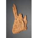 Mangrove root 15 to 30 cm